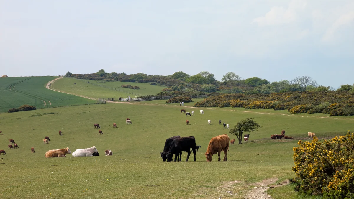 Cattle grazing on the South Downs above the coast